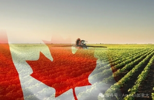 【移民新动向】普通人机会终于来了？加拿大或将推出新的移民政策！